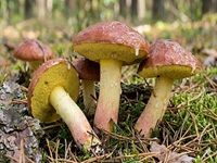 Ringloser Butterpilz